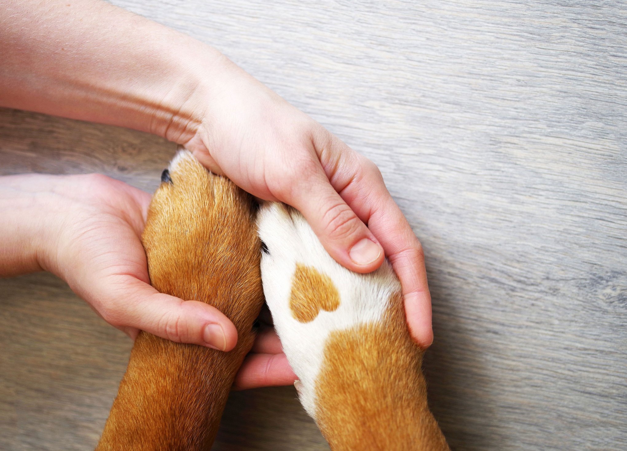 HumanHandsHoldingDalmatianPaws