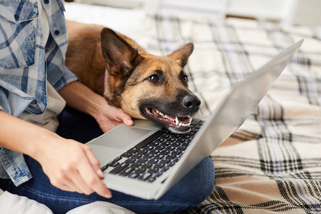 Mane with Dog Looking at Laptop Screen